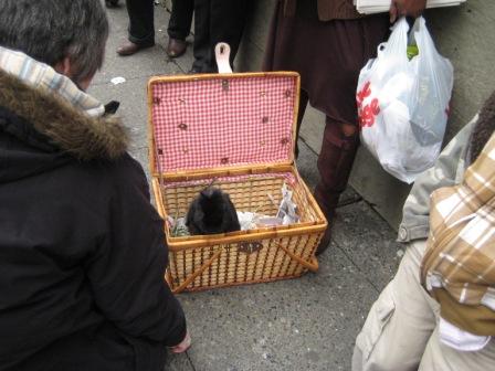 A bus bunny