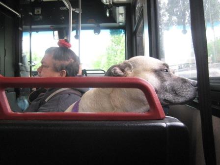 Dog on seat
