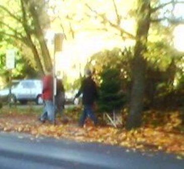 Transporting a tree--car-free!