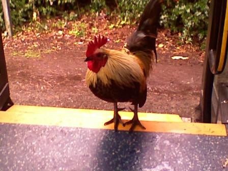 Rooster on the 248