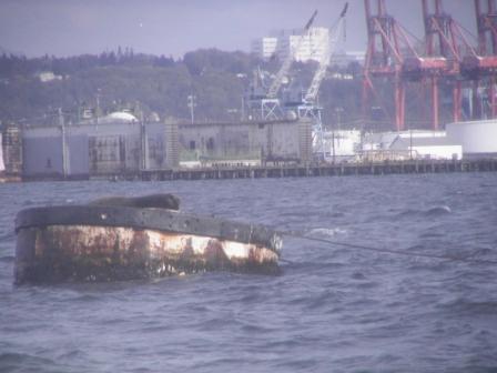 A sea lion on a buoy