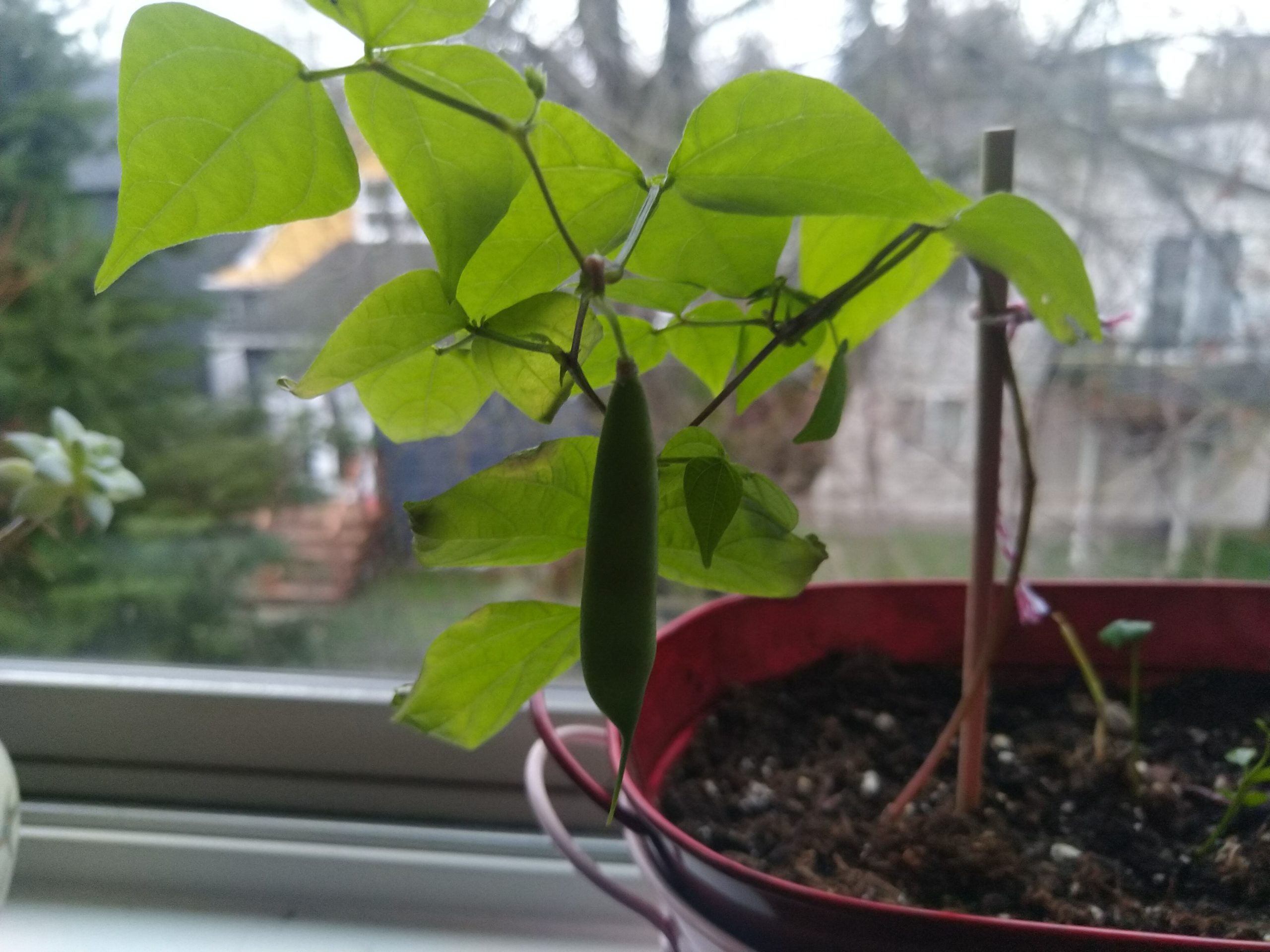 Image description: A close-up photo of a bean pod growing on a bean plant