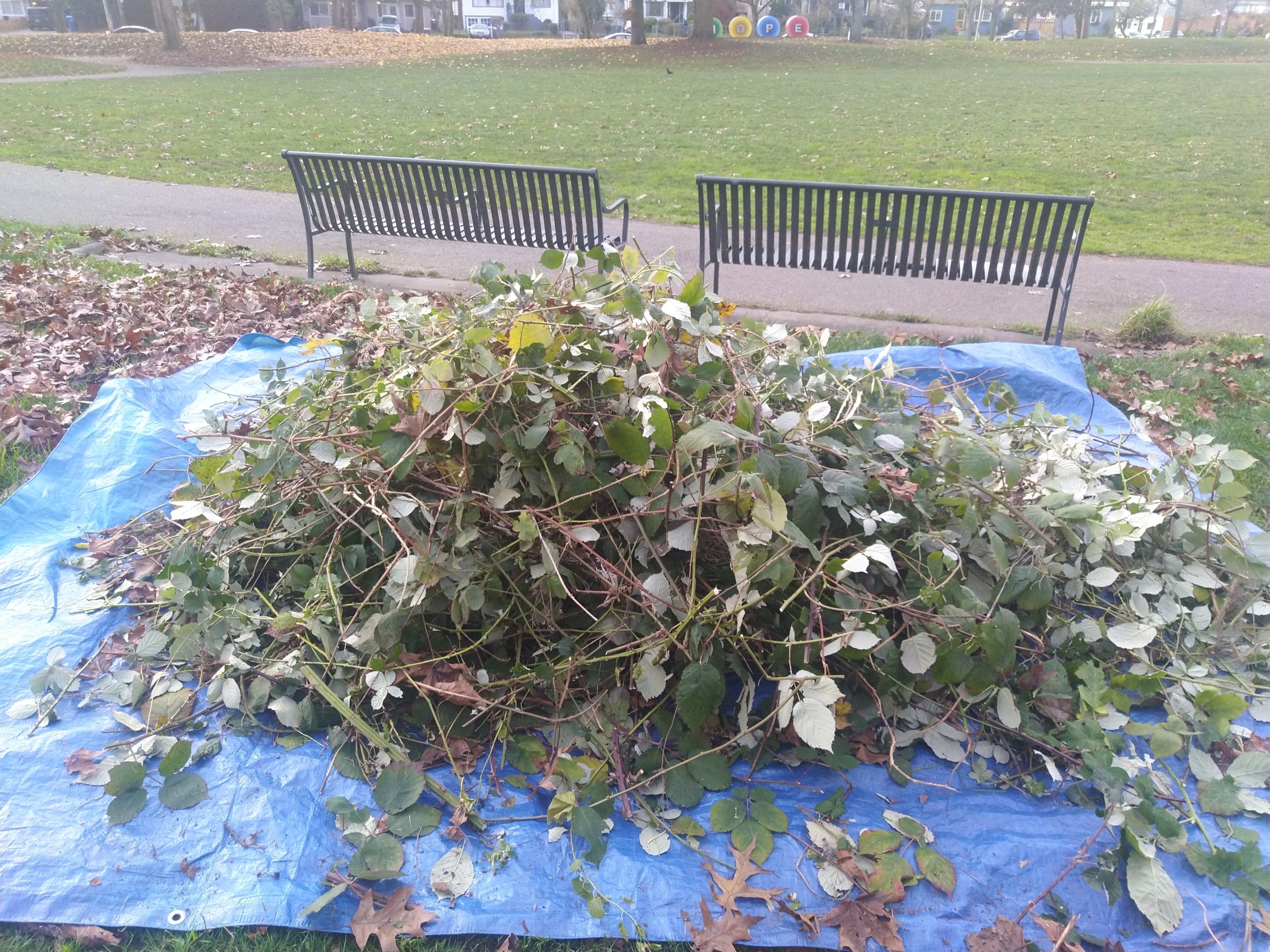 Image description: A large, blue tarp, wider than two park benches, covered with a pile of blackberry vines