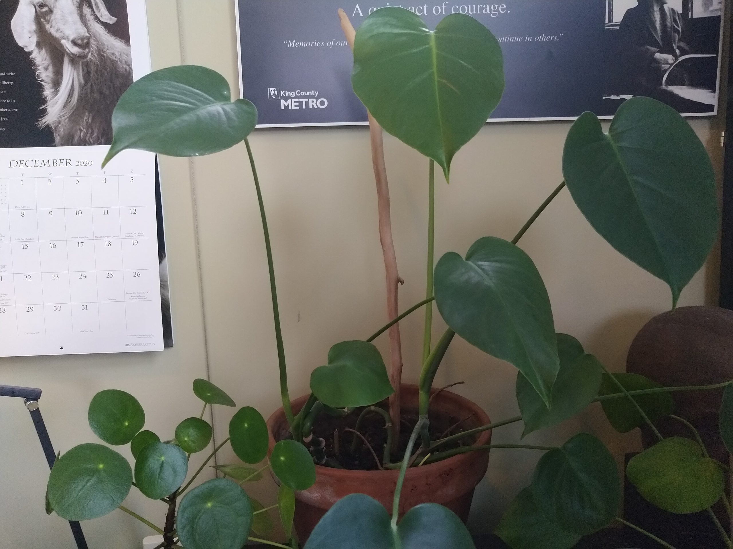 Image description: Several potted plants, including monstera plant with many leaves.