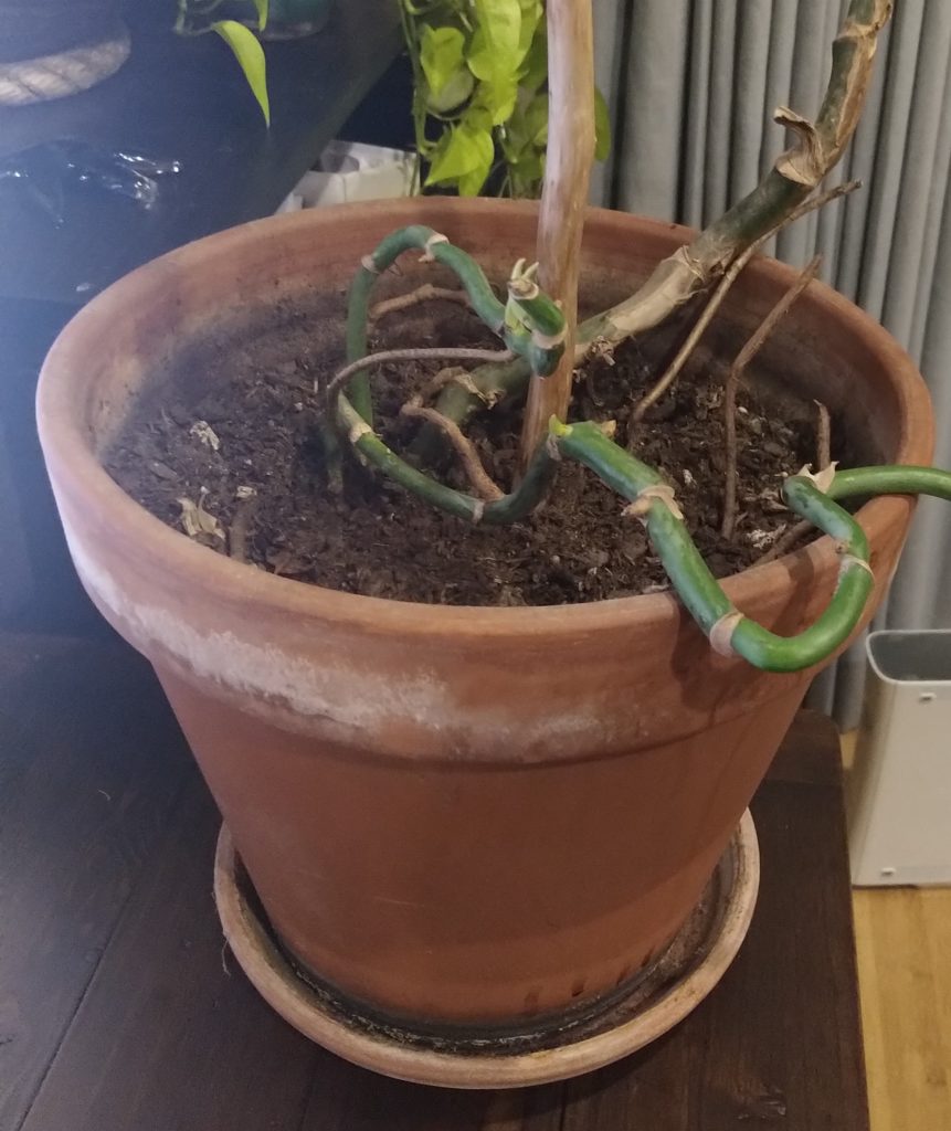 Image description: A photo of a terracotta pot that contains a plant stem with no foliage.