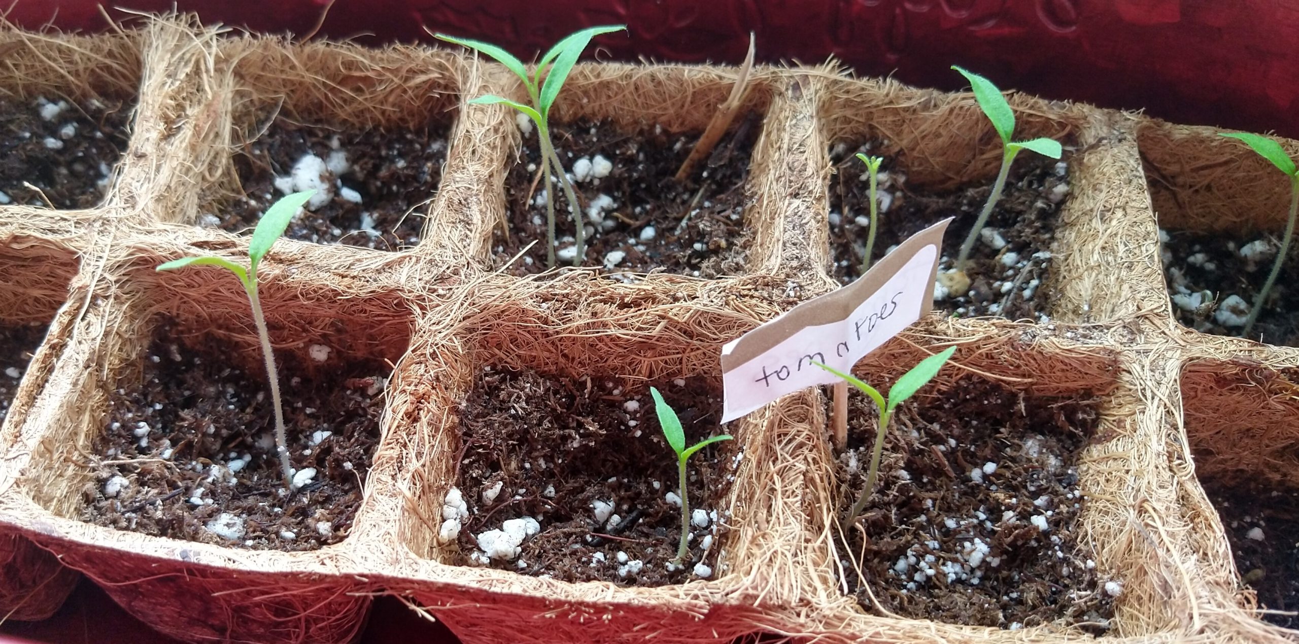 Image description:  A close up photo of newly sprouted tomato starts